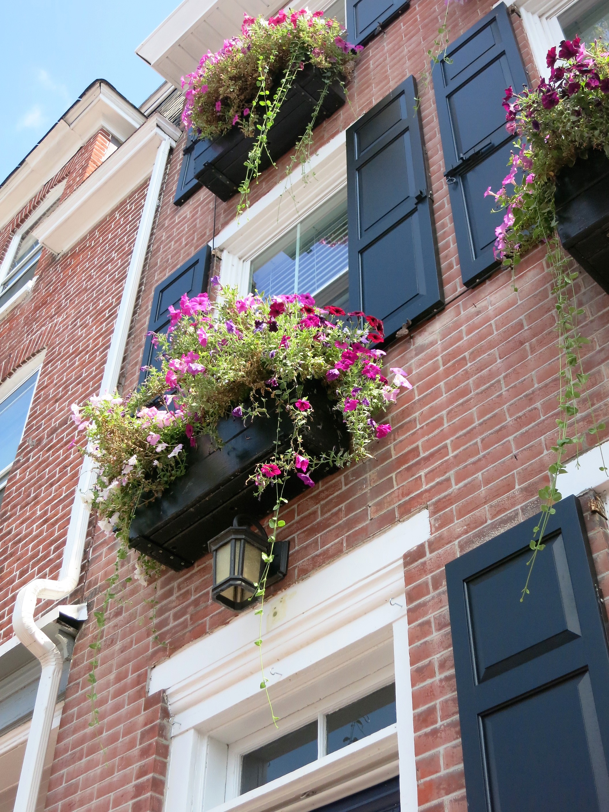flower boxes in windows