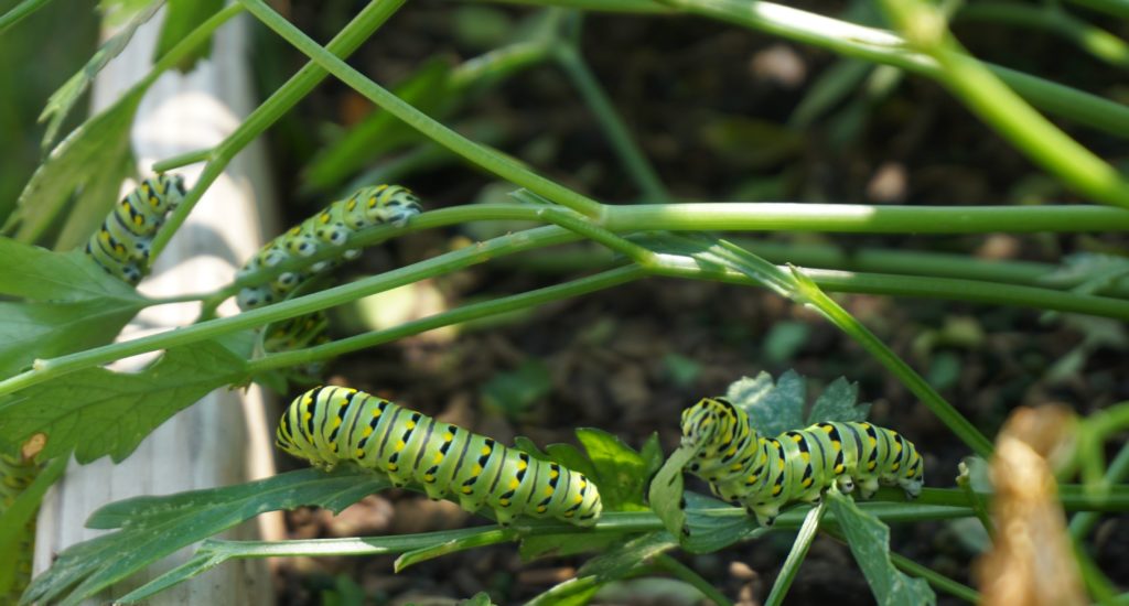 caterpillars eating plant in garden