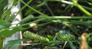 Caterpillars eating parsley
